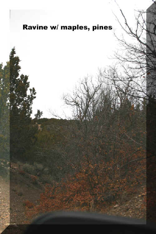 Ravine_2-1.jpg (149737 bytes)